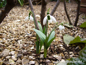 Galanthus_01.JPG