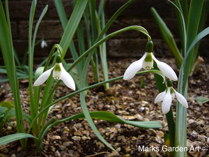 Galanthus_02.JPG