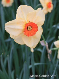 Narcissus_Altuist_01.JPG