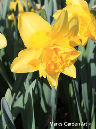 Narcissus_Fashion_Parade_01.JPG