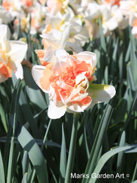 Narcissus_My_Story_01.JPG