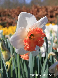 Narcissus_Precocious_01.JPG