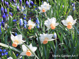 Narcissus_spp_01.JPG