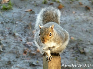 Squirrel_01.JPG