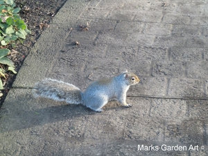 Squirrel_02.JPG