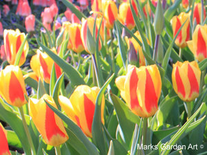 Tulips_01_Tricolor.JPG