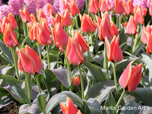 Tulips_02_Calypso.JPG