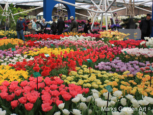 Tulips_03_Keukonhof.JPG