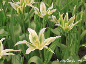 Tulips_04_Greenstar.JPG