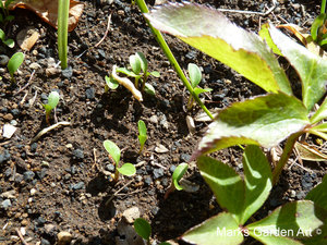 Helleborus_01.JPG