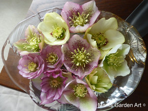 Helleborus_02.JPG
