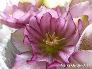 Helleborus_03.JPG