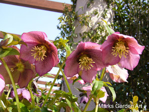 Helleborus_04.jpg