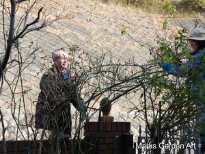 Rose_Pruning_2014_01.JPG