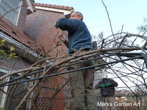 Rose_Pruning_2014_02.JPG