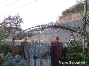 Rose_Pruning_2014_03.JPG