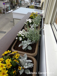 Window_box.JPG