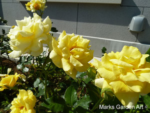 Rosa_'Gold-Bunny'_01.JPG