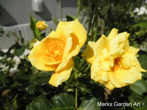 Rosa_'Gold-Bunny'_02.JPG