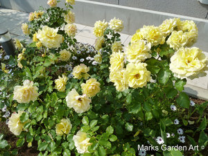 Rosa_'Gold-Bunny'_03.JPG