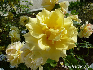 Rosa_'Gold-Bunny'_04.JPG