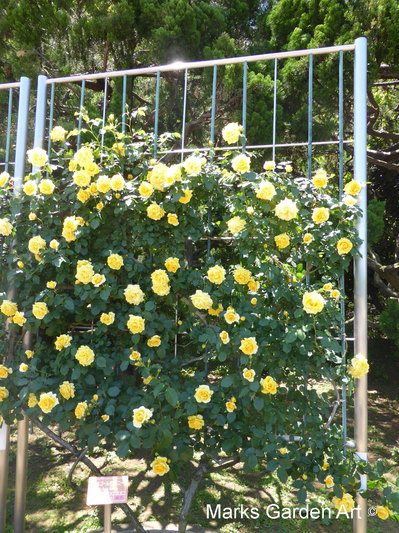 Rosa_'Gold-Bunny'_05.JPG