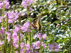 Wildlife_Butterflies_01.JPG