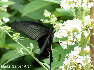 Wildlife_Butterflies_02.JPG
