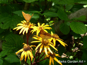 Wildlife_Butterflies_03.JPG