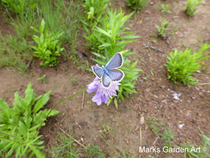Wildlife_Butterflies_04.JPG
