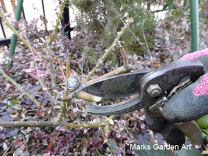Gardener's_tool_secateurs_JBY0290_02.JPGのサムネール画像