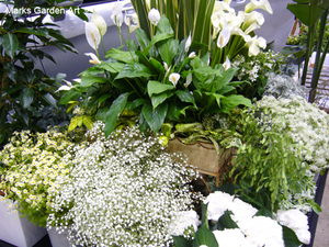 Pic_Flower-Dream_2010_01.jpg