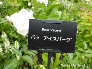 Rosa_'Iceberg'_01.JPG