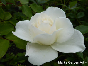 Rosa_'Iceberg'_02.JPG