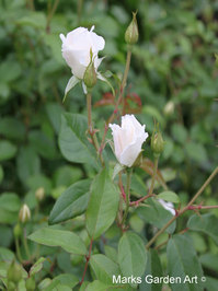 Rosa_'Iceberg'_03.JPG