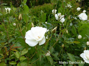 Rosa_'Iceberg'_04.JPG