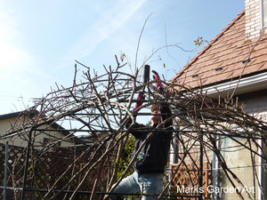 Rose_Pruning_2015_01.JPGのサムネール画像