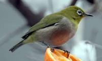 Wildlife_Birds_05.jpgのサムネール画像
