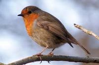 Wildlife_Birds_06.jpg