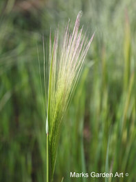 Hakuba_Grass_03_June.JPG