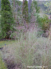 Hakuba_Grass_08_October.JPG