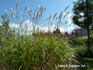 Hakuba_Grass_09_October.JPG