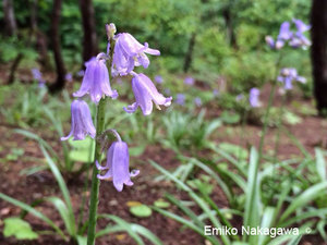 Hakuba_201509_06.jpg