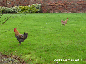 Wildlife_Chickens_04.jpg