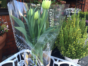 Pot_Tulip_201601_02.jpg