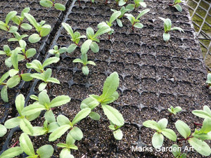 Nursery_2016_Feb_04.jpg