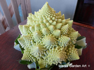 Romanesc_broccoli_01.jpg