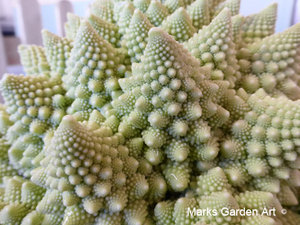 Romanesc_broccoli_02.jpg