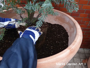 Pot_Mimoza_201603_01.jpg