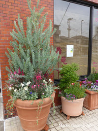 Pot_Mimoza_201603_03.jpg